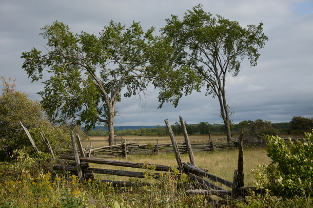 Split Rail Fence and Two Trees